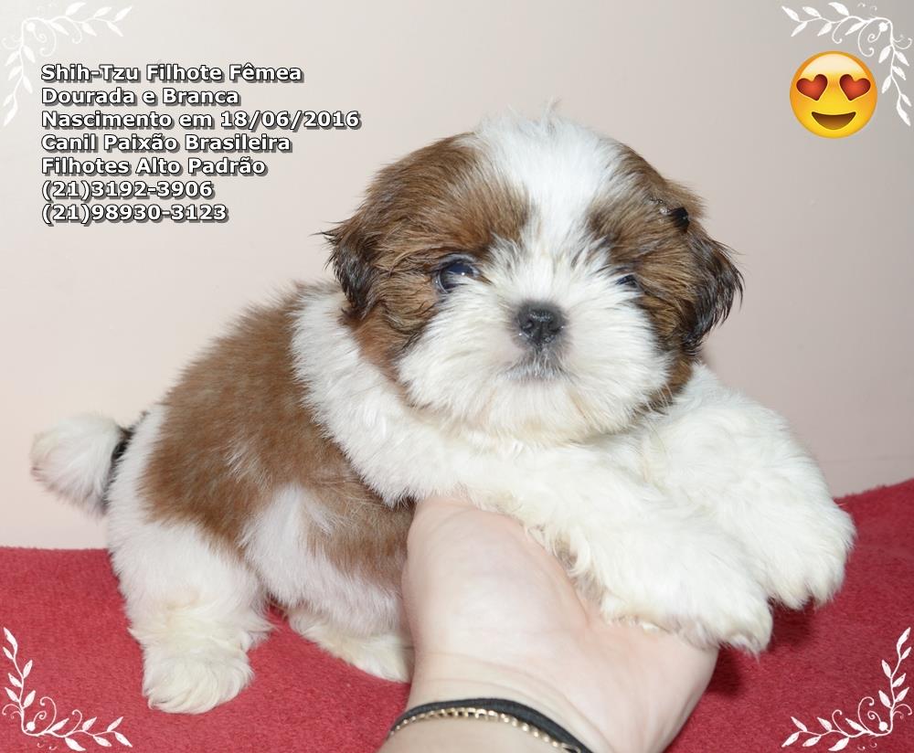 comprar shih tzu com pedigree